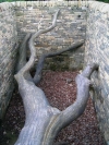 Yorkshire Sculpture Park, June 2007. Hanging Trees by Andy Goldsworthy