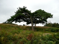 A lone pine near The Enchanted Place