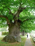 Sweet chestnut tree (circa 1700) at Herstmonceux Castle