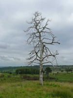 A dead tree on Ashdown Forest