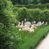 The walled garden at Alnwick Garden