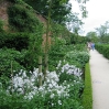 The walled garden at Alnwick Garden