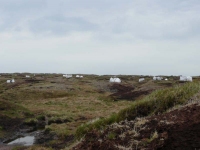 Heather regeneration work ongoing on Bleaklow