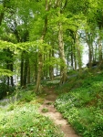 A beech woodland with bluebells and wild garlic on the valley sides of Colden Water