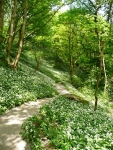 Wild garlic carpeting the woodland floor near Janet\'s Foss