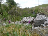 Orchids and other wild flowers on the steep escarpments above Ling Gill