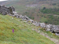 Orchid and old mine workings to the north of Kisdon