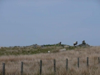 Sheep guarding the cairns at Cross Rigg