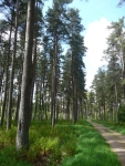 Ferns and pine trees in the forest near Byrness