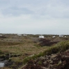 Heather regeneration work ongoing on Bleaklow