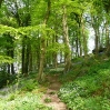 A beech woodland with bluebells and wild garlic on the valley sides of Colden Water