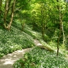 Wild garlic carpeting the woodland floor near Janet\'s Foss