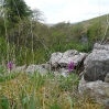 Orchids and other wild flowers on the steep escarpments above Ling Gill