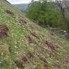 Primroses on the northern side of Kisdon