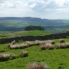 A circle of trees at Kirkcarrion