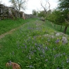 The Pennine Way lined with bluebells along the banks of the River Tees