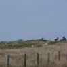 Sheep guarding the cairns at Cross Rigg