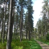 Ferns and pine trees in the forest near Byrness