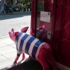 Bath Rugby Pig by Elizabeth Knott