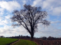 A lone tree in winter