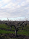 Winter orchard