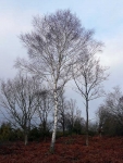 A lone birch tree in the wintery sun