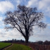 A lone tree in winter