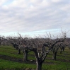 Winter orchard