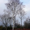 A lone birch tree in the wintery sun