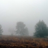 Foggy and wet Ashdown Forest