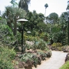 Cacti garden at Huntington Botanic Gardens