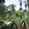 Aloes at Huntington Botanic Gardens