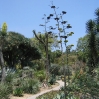 Flowering agaves at Huntington Botanic Gardens