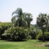 Palm grove at Huntington Botanic Gardens