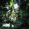 Shady spot at Huntington Botanic Gardens