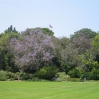 Jacaranda trees in flower at Huntington Botanic Gardens