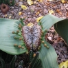 Welwitschia (in bud) at Huntington Botanic Gardens