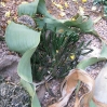 Welwitschia (in bud) at Huntington Botanic Gardens