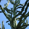 Tree euphorbia at Huntington Botanic Gardens