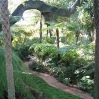 Ferns at Lotusland