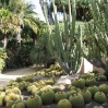 Cacti garden at Lotusland