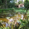 Waterlily pool at Lotusland