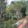 Aloes at Lotusland