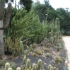 Cacti at Lotusland