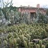 Cacti at Lotusland