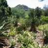 Aloes at Taft Ranch