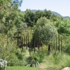 Xanthorrhoeas in flower at Taft Ranch