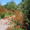 Kangaroo Paw  (Anigozanthos) at Taft Ranch