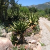 Aloes at Taft Ranch