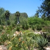 Aloes at Taft Ranch